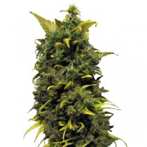 blue cheese seeds