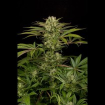blue cheese seeds