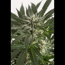 Blue Critical Autoflowering
