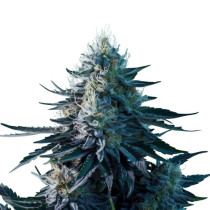 Blue dream auto