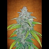 Blue Dream Matic