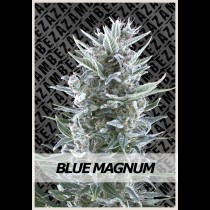 Blue Magnum Strain Zambeza Seeds