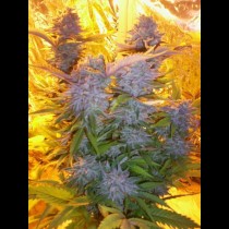 Blue Mammoth Autoflowering weed