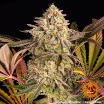 Blue Sunset Sherbert 