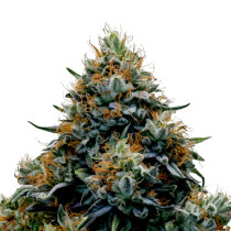 Blue Widow