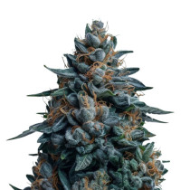 blueberry