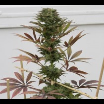 Blueberry Bulk seeds