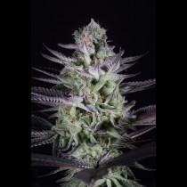 Blueberry Cookies