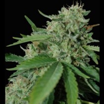 Brazil amazonia Regular