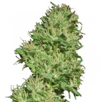 Utopia Haze Feminized