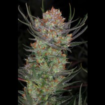 Brian Berry Cough