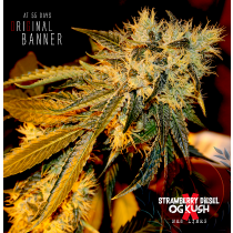 Bruce Banner