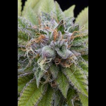 Bubba Kush