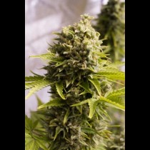 Bubba Cheese Auto