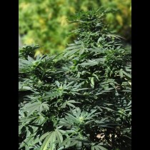 Bubba Kush 2