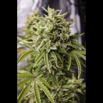 Bubba Kush Auto