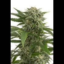Bubba Kush Autoflowering