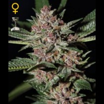 Bubba Kush