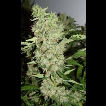 BubbleGum cannabis