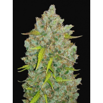 BubbleGum Auto