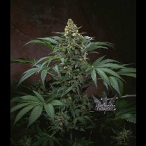 Bubblegum Strain TH Seeds