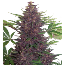 Buddha Purple Kush