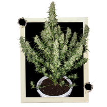 Buddha-seeds-Magnum
