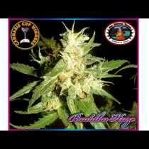 Buddha Haze Feminized