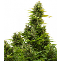 MediKit Auto