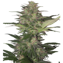 Buddha Seeds Red Dwarf