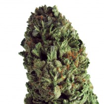 BudZilla