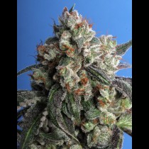 Burmese Kush