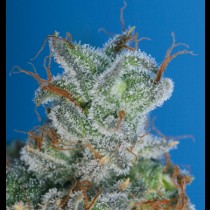 Burmese Kush