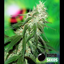 Buzz Bomb Bomb Seeds