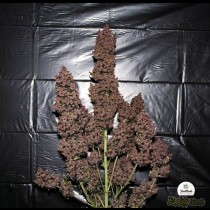C4-Fastbuds