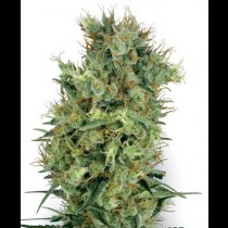 Cali Orange Bud