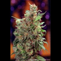 graines de California Orange Feminisee