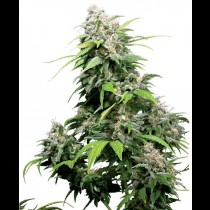 California Indica Regular seeds