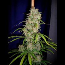 CannaBioGen Destroyer