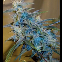 CannaBioGen Sugar Loaf