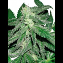 CannaBioGen Taskenti