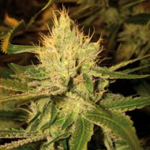 Cannalope Haze