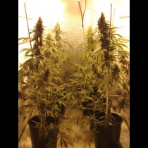 Cannatonic seeds