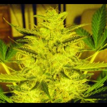 Caramella Auto