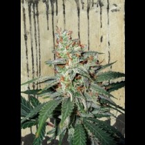 Carnival Ministry of cannabis