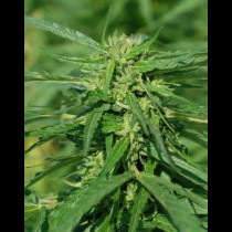 CBD Italia