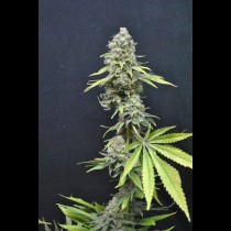 CBD Critical mass