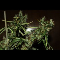 CBD Mango Haze