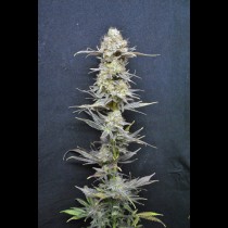 CBD Nordle