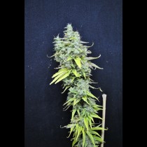 CBD Skunk Haze
